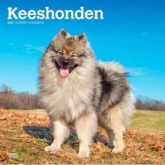 Keeshonden 2025 12 X 24 Inch Monthly Square Wall Calendar Plastic-Free - Browntrout