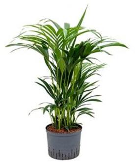 Kentia palm forsteriana adelaide hydrocultuur plant