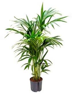 Kentia palm forsteriana brisbane hydrocultuur plant