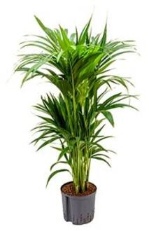 Kentia palm forsteriana cairns hydrocultuur plant