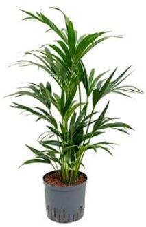 Kentia palm forsteriana perth hydrocultuur plant