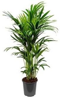 Kentia Palm howea forsteriana 10pp kamerplant