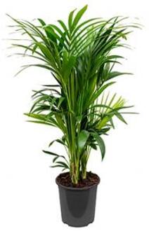 Kentia Palm howea forsteriana 14pp kamerplant