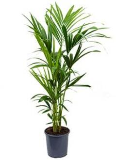 Kentia Palm howea forsteriana 5pp L kamerplant