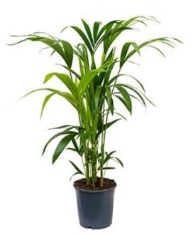 Kentia Palm howea forsteriana 5pp M kamerplant