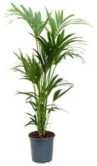 Kentia Palm howea forsteriana 6pp kamerplant