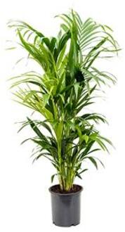 Kentia Palm howea forsteriana 8pp kamerplant