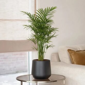 Kentia Palm - Howea forsteriana - P13