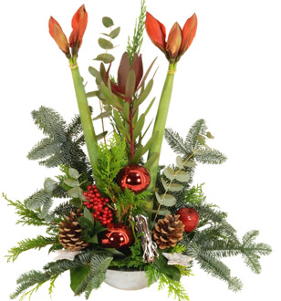 Kerststuk 2 Amaryllissen ca. 60 cm hoog