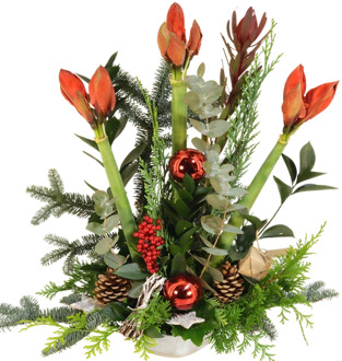Kerststuk 3 Amaryllissen ca. 60 cm hoog