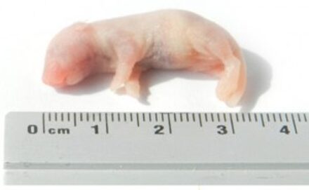 Kiezebrink - Ingevroren Baby Muis ca. 2gr. 25 stuks