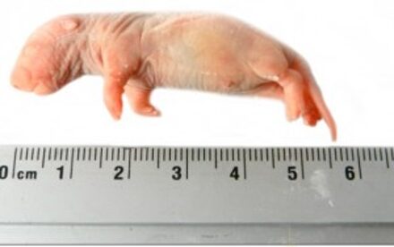 Kiezebrink - Ingevroren Rat Baby 5-12g Per 25