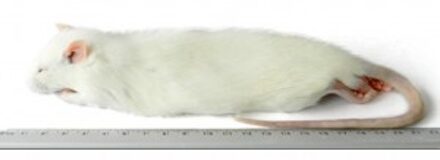 Kiezebrink - Ingevroren Rat Regular 150-250gr. Per 5