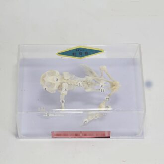 Kikker skeletal exemplaren slang skelet model educatief apparatuur onderwijs model