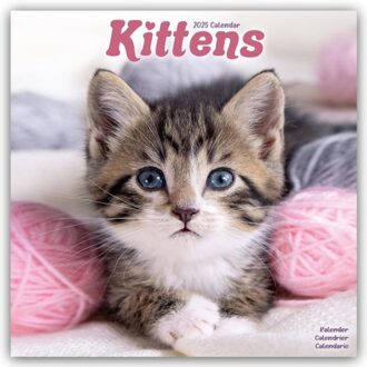 Kittens Calendar 2025 Square Cats Wall Calendar - 16 Month - Browntrout Wandkalender - Avonside Publishing Ltd