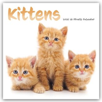 Kittens Square Wall Sunday Start Calenda - Browntrout Wandkalender - Carousel Calendar