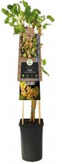 Kiwi Zelfbestuivend Actinidia Deliciosa Jenny 120 cm klimplant