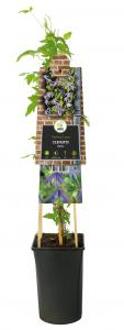 Kleinbloemige Clematis Alpina 120 cm klimplant