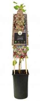 Kleinbloemige Clematis Cirrhosa Freckles 75 cm klimplant