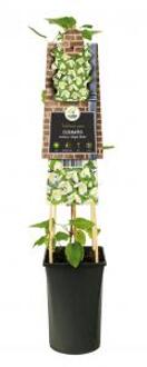 Kleinbloemige Clematis Cirrhosa Jingle Bells 75 cm klimplant