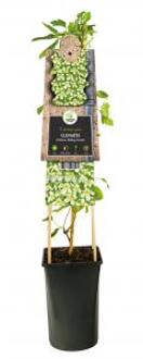 Kleinbloemige Clematis Cirrhosa Wisley Cream 75 cm klimplant