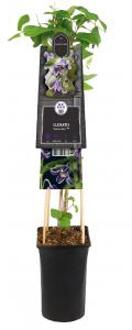 Kleinbloemige Clematis Fascination PBR 75 cm klimplant