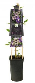 Kleinbloemige Clematis Florida Taiga PBR 75 cm klimplant