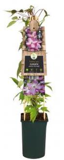 Kleinbloemige Clematis Montana Van Gogh 75 cm klimplant