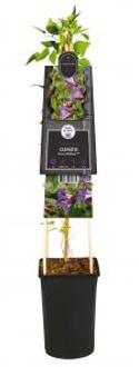 Kleinbloemige Clematis Prince William PBR 75 cm klimplant
