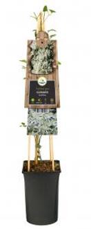 Kleinbloemige Clematis Terniflora 75 cm klimplant