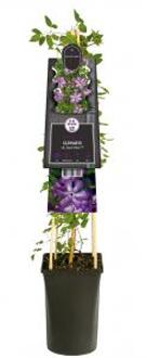 Kleinbloemige Clematis Viticella Super Nova PBR 75 cm klimplant