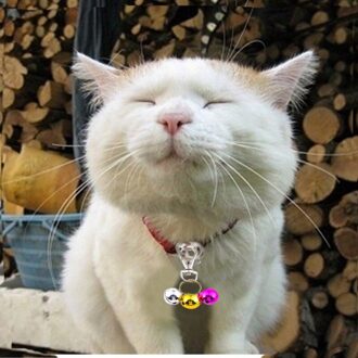 Kleurrijke Huisdier Bel Decoraties Huisdier Hangers Key Ambachten Huisdier Kerst Decoratie Kraag Ketting Kat Accessoires