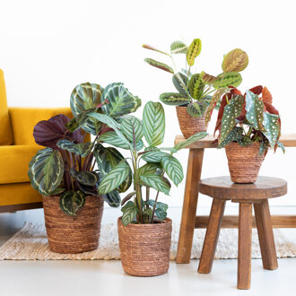 Kleurrijke Kamerplantenbox (4 stuks)