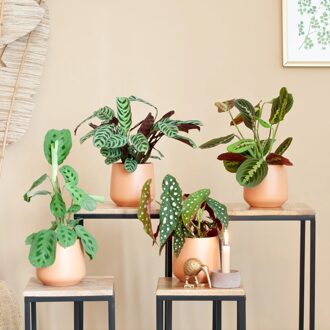 Kleurrijke Kamerplantenmix - P12 - 4 stuks