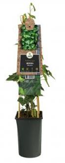 Klimop Hedera Helix Glacier 120 cm klimplant