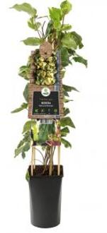 Klimop Hedera Helix Ivalace 75 cm klimplant