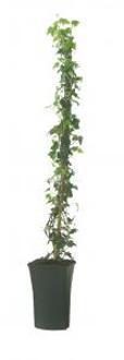 Klimop Hedera Hibernica 90 cm klimplant