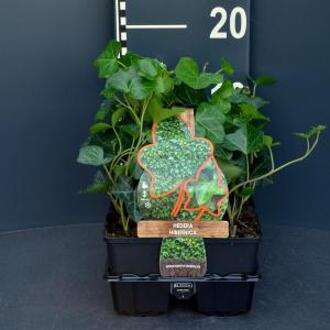 Klimop (hedera hibernica) bodembedekker - 6-pack - 1 stuks