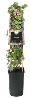 Klimop Hedera Hibernica M 75 cm klimplant