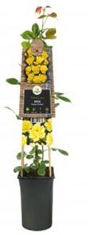 Klimroos Geel Rosa Golden Climber 75 cm klimplant