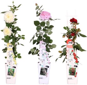 Klimroos Kleurenmix (3 stuks) - P15