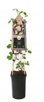 Klimroos Lichtroze Rosa New Dawn 75 cm klimplant