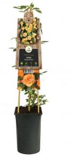 Klimroos Oranje Rosa Orange Climber 75 cm klimplant