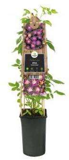 Klimroos Paars Rosa Veilchenblau 75 cm klimplant