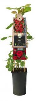 Klimroos Rood Rosa Red Climber 75 cm klimplant