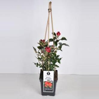 Klimroos (rosa "Red Flame"®) - C5 - 1 stuks