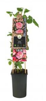 Klimroos Roze Rosa Pink Candy 75 cm klimplant