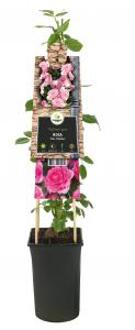 Klimroos Roze Rosa Pink Climber 75 cm klimplant