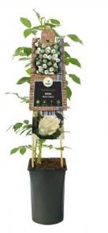 Klimroos Wit Rosa White Climber 75 cm klimplant