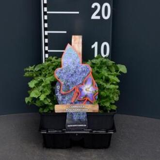 Klokjesbloem (campanula poscharskyana) bodembedekker - 4-pack - 1 stuks